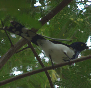 Tangara pillurion