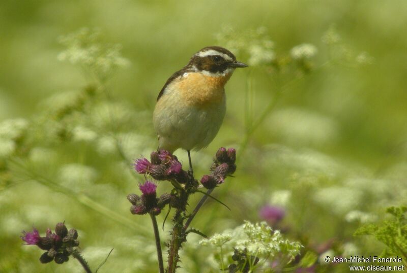 Whinchat male adult