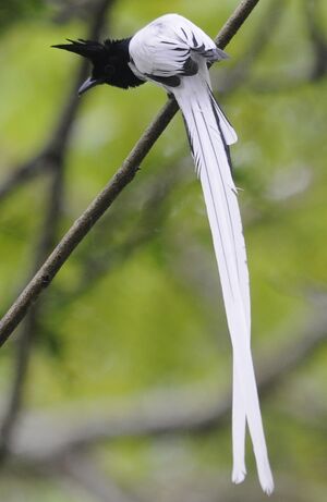 Asian Paradise Flycatcher