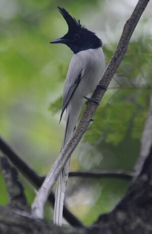 Asian Paradise Flycatcher