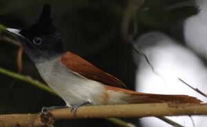 Asian Paradise Flycatcher