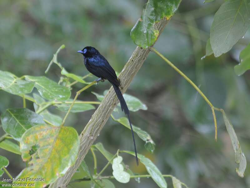 Sao Tome Paradise Flycatcher male adult, identification