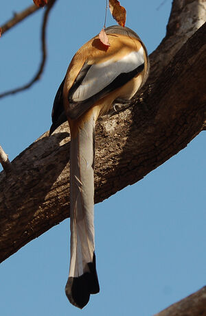 Rufous Treepie