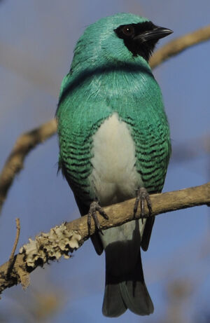Swallow Tanager
