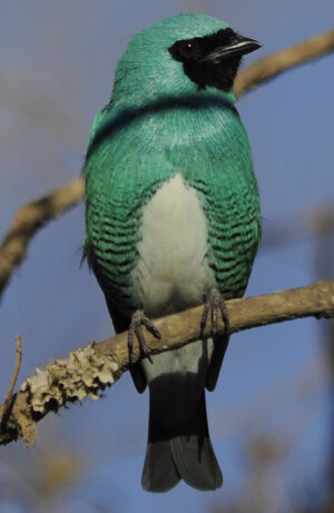 Swallow Tanager