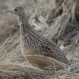 Darwin's Nothura