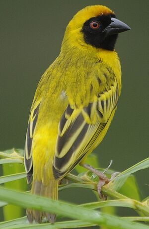 Southern Masked Weaver