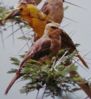 Taveta Weaver