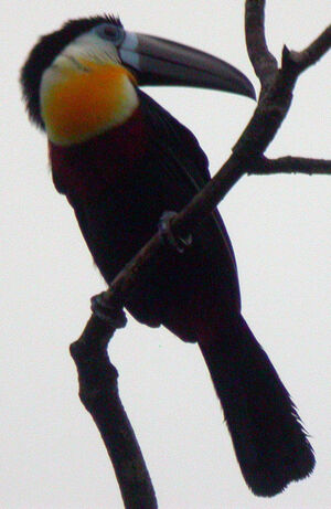 Toucan ariel
