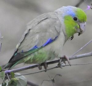 Pacific Parrotlet