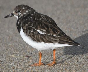 Ruddy Turnstone