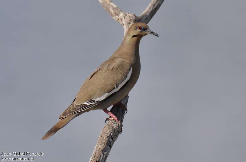 White-winged Doveadult, identification