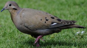 Zenaida Dove
