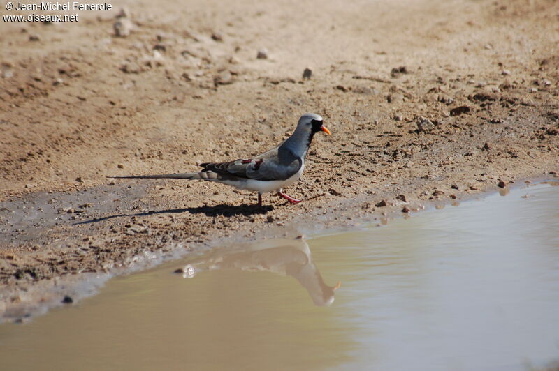 Namaqua Dove male adult