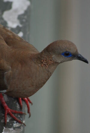 West Peruvian Dove