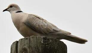 African Collared Dove