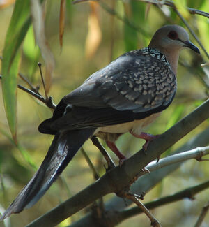 Spotted Dove