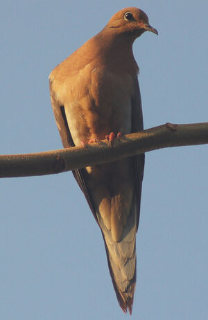 Mourning Dove
