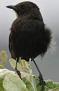 Anteater Chat
