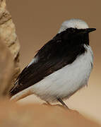 Mourning Wheatear