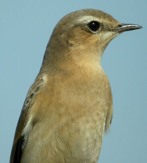 Northern Wheatear