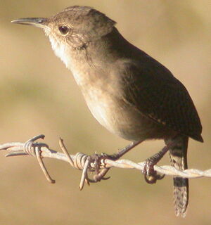 Southern House Wren