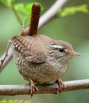 Troglodyte mignon