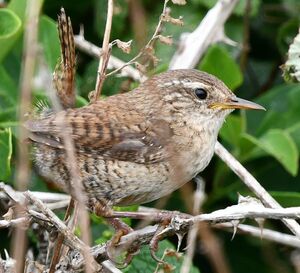 Eurasian Wren