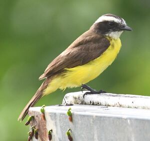Rusty-margined Flycatcher