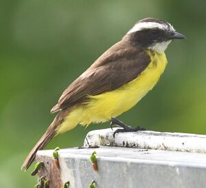 Rusty-margined Flycatcher