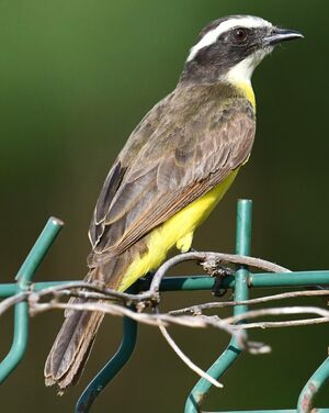 Rusty-margined Flycatcher