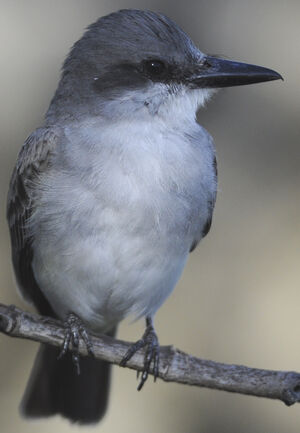 Grey Kingbird