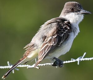 Grey Kingbird