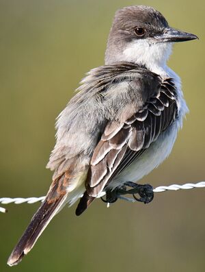 Grey Kingbird