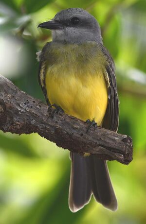 Tropical Kingbird