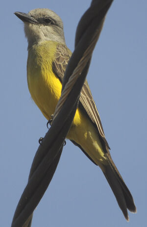 Tropical Kingbird
