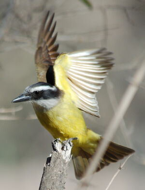 Great Kiskadee
