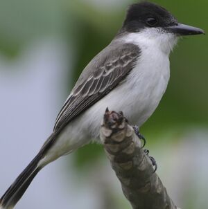 Loggerhead Kingbird