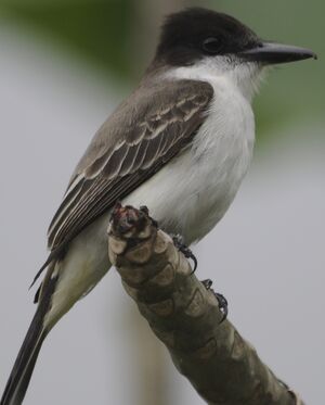 Loggerhead Kingbird