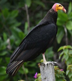 Lesser Yellow-headed Vulture