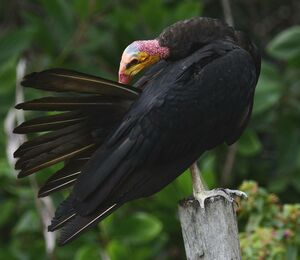 Lesser Yellow-headed Vulture