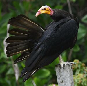 Lesser Yellow-headed Vulture