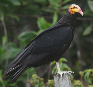 Lesser Yellow-headed Vulture