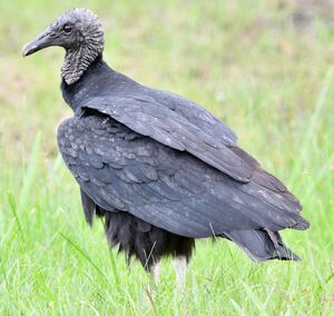 Black Vulture