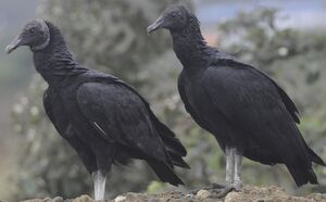 Black Vulture