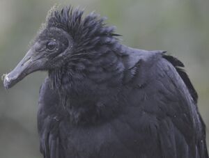 Black Vulture