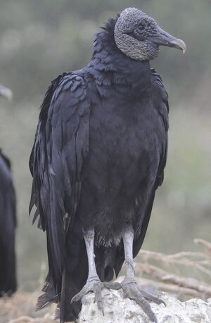 Black Vulture