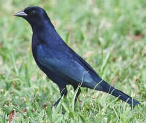 Shiny Cowbird