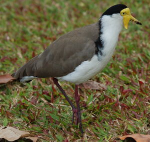 Masked Lapwing