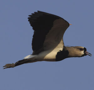 Southern Lapwing